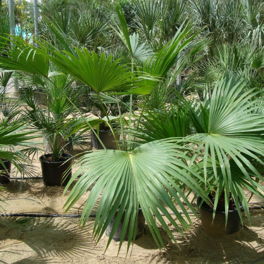 Chinese Fan Palm