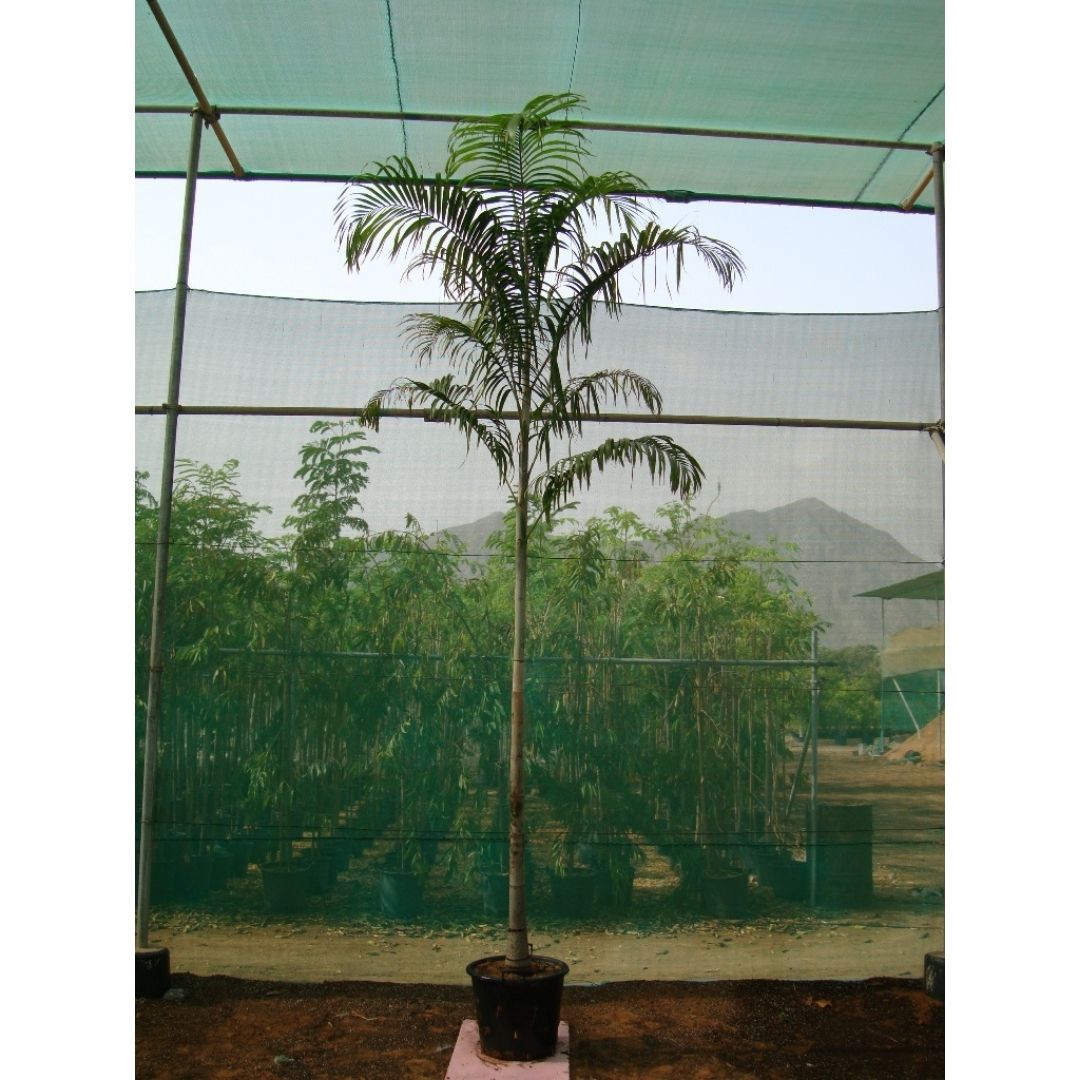 Carpentaria Palm - Carpentaria Acuminata | 3.0 - 7.0m