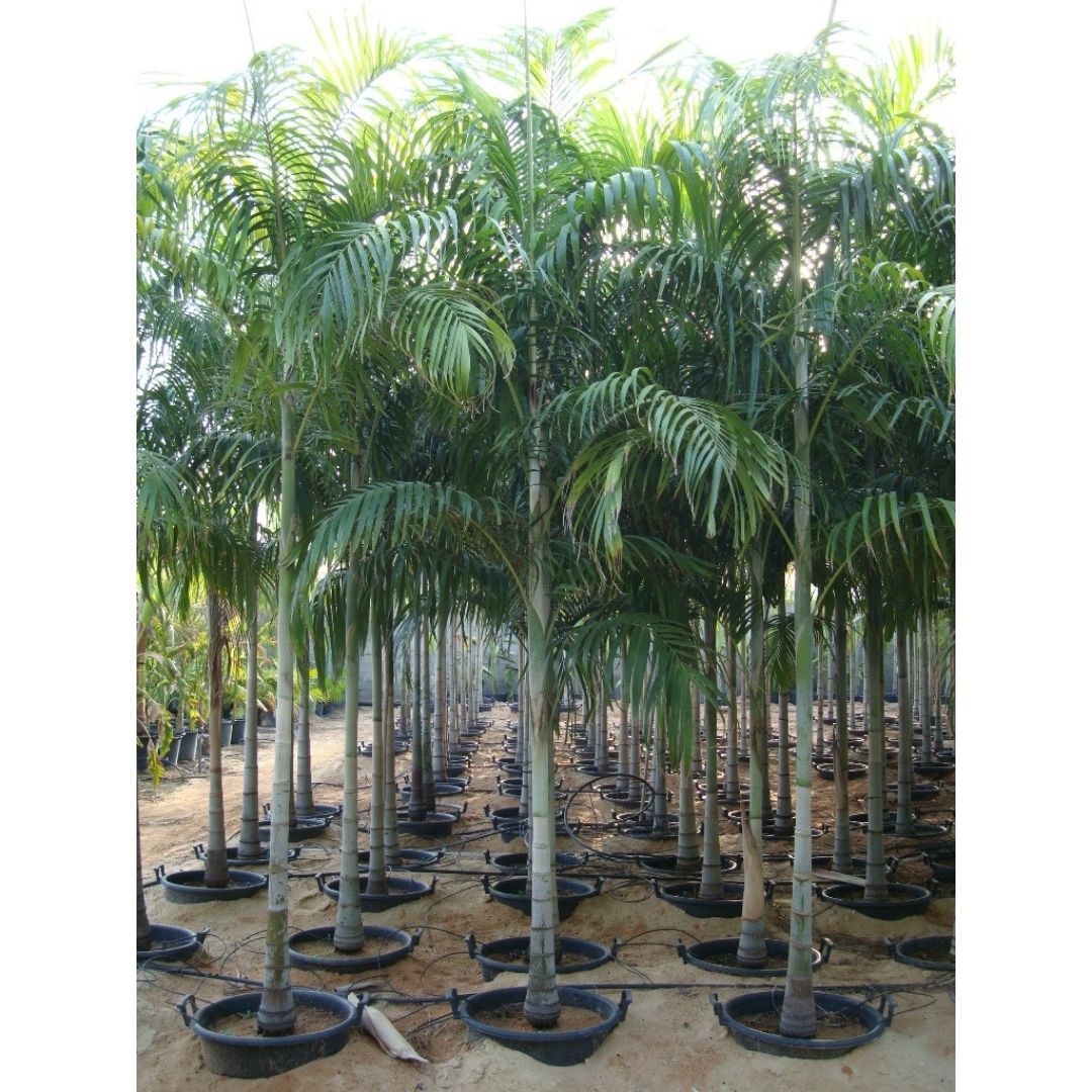 Carpentaria Palm