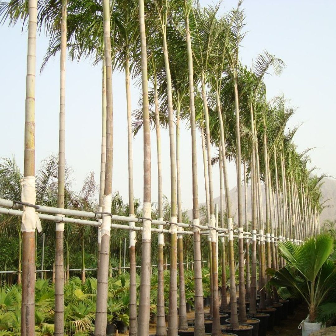 Carpentaria Palm