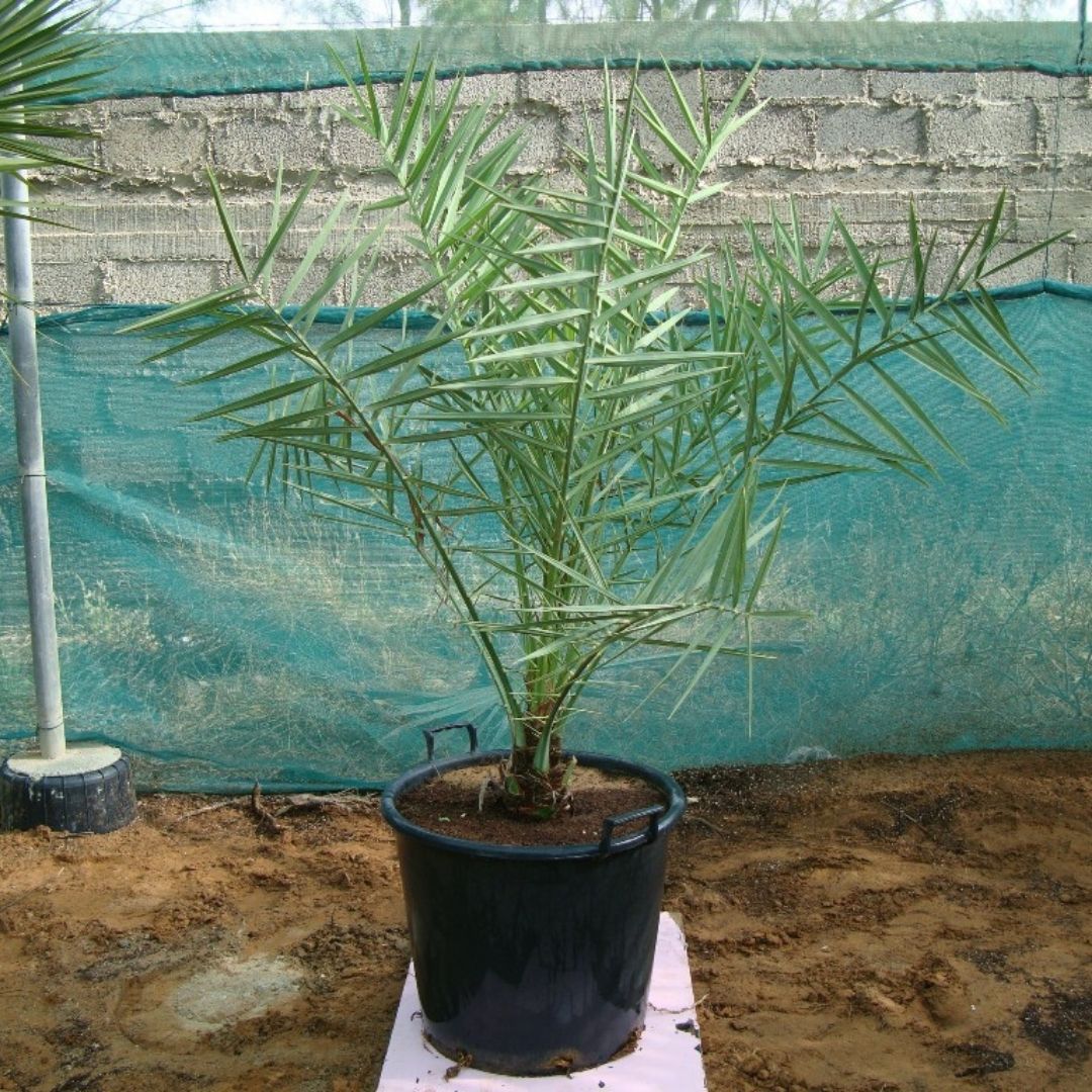 Date Palm - Phoenix Dactylifera | 2.0 - 5.0m