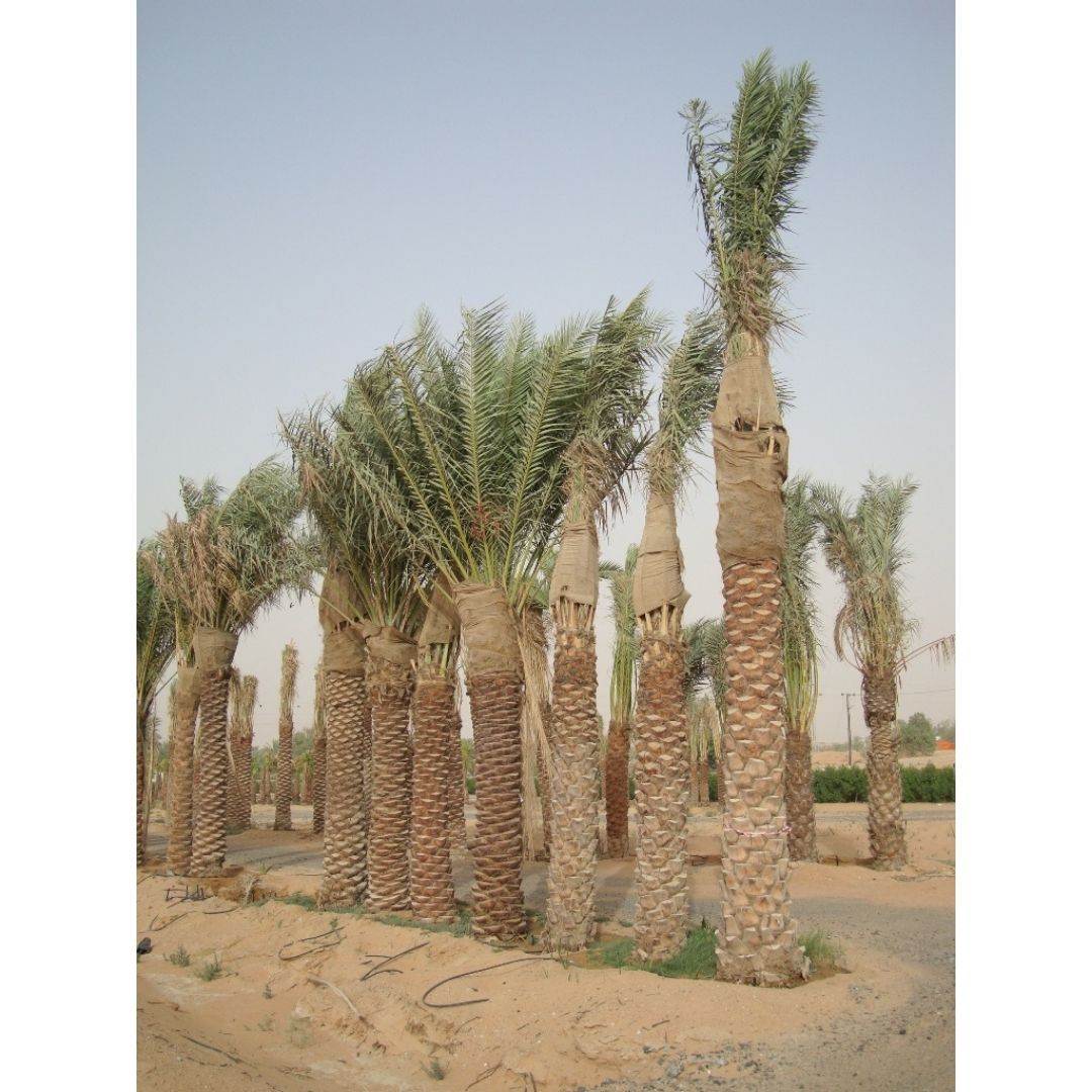 Date Palm