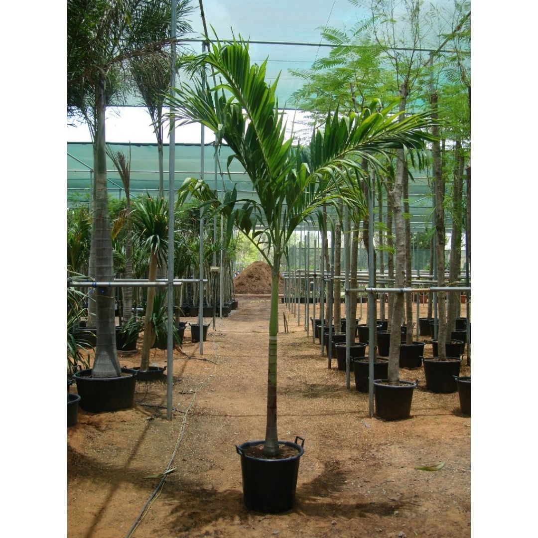 Fakten ĂĽber die Palme Adonidia Merrillii (Veitchia Merrillii Fakten ĂĽber die Palme Adonidia Merrillii (Veitchia Merrillii