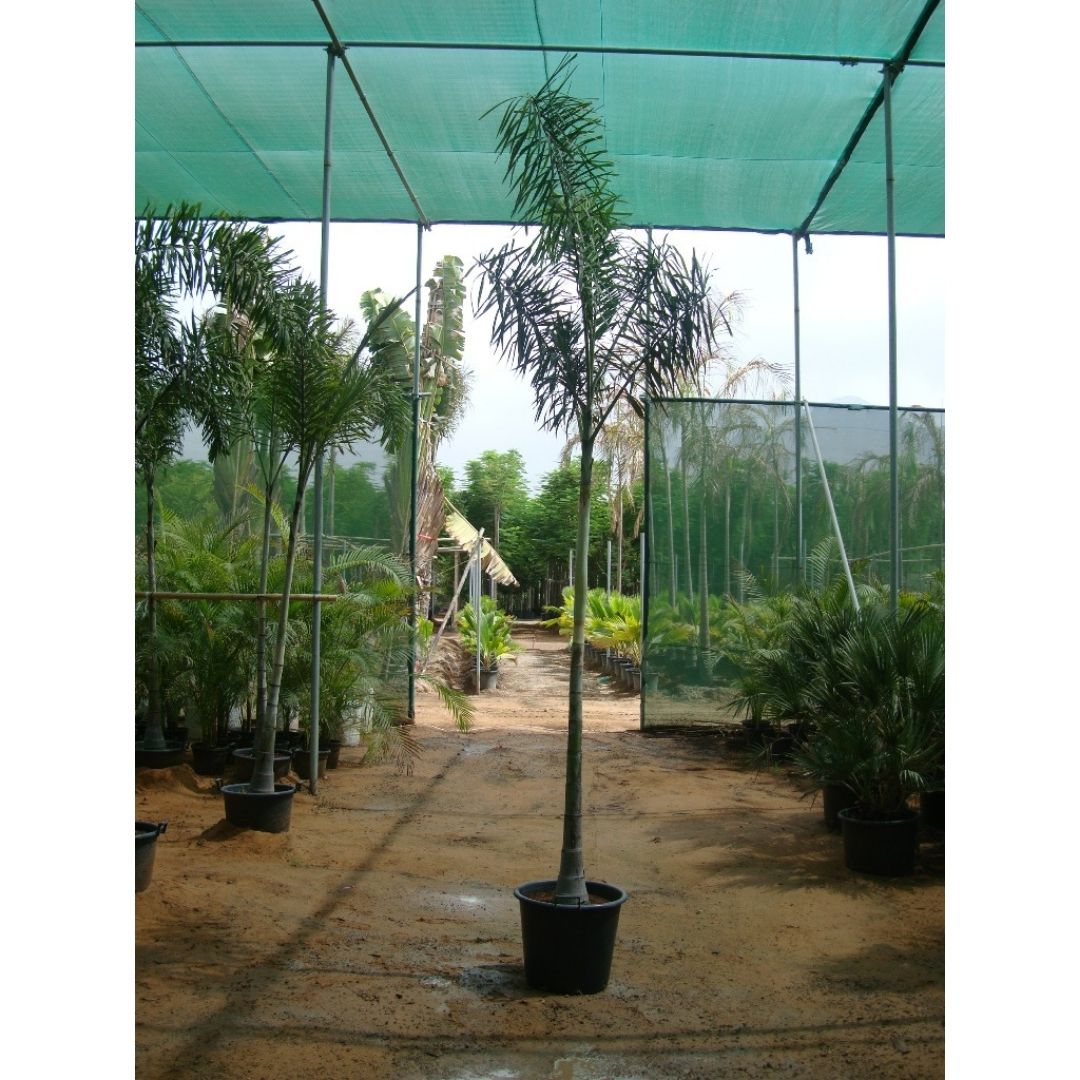 Foxtail Palm - Wodyetia Bifurcata | 3.0 - 6.0m