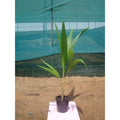 Coconut Palm - Cocos Nucifera | 1.4 - 4.0m