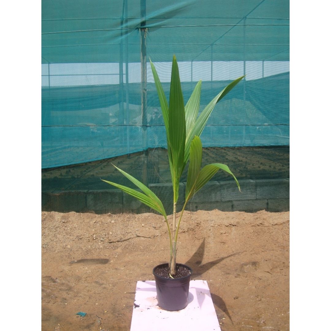 Coconut Palm - Cocos Nucifera | 1.4 - 4.0m