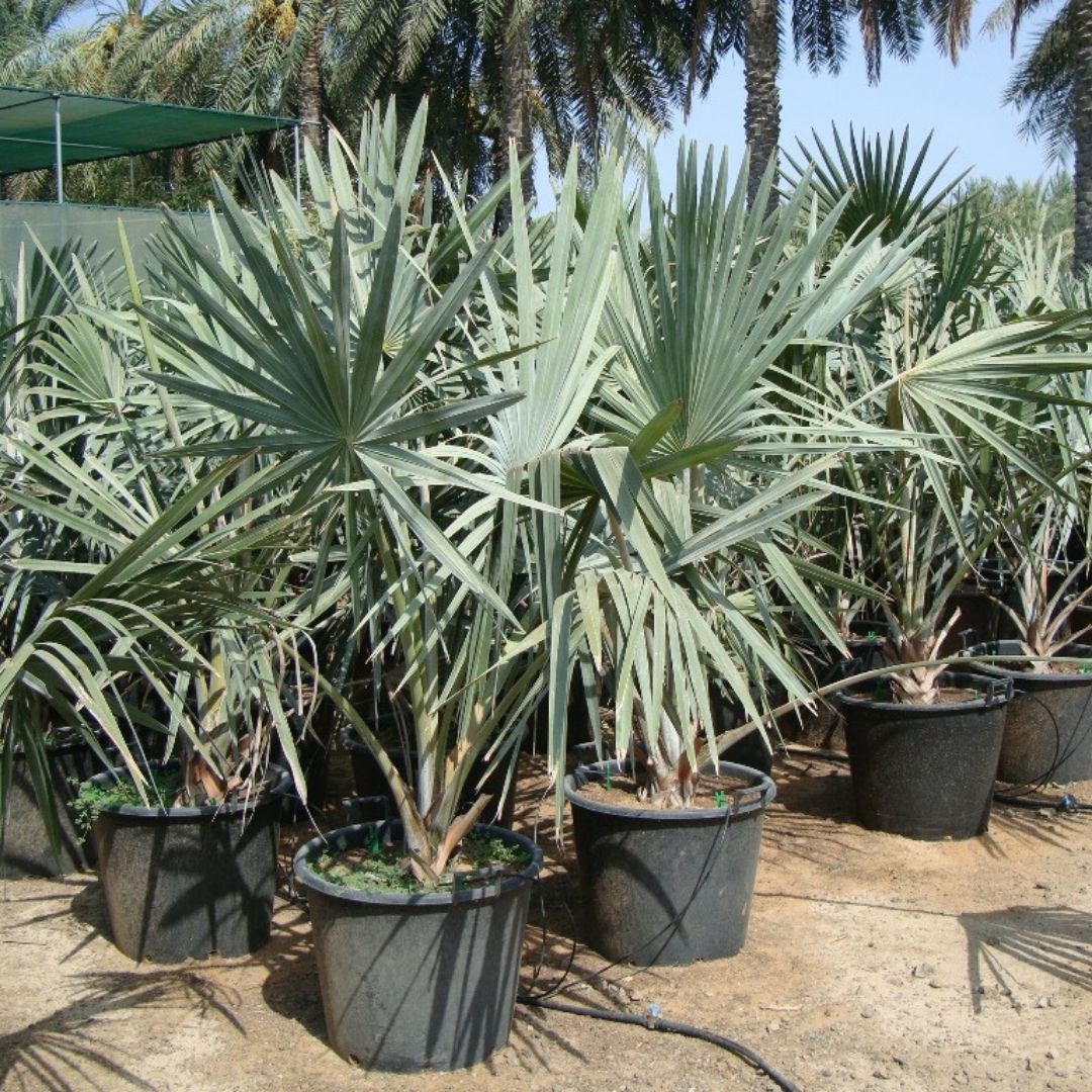 Bismark Palm