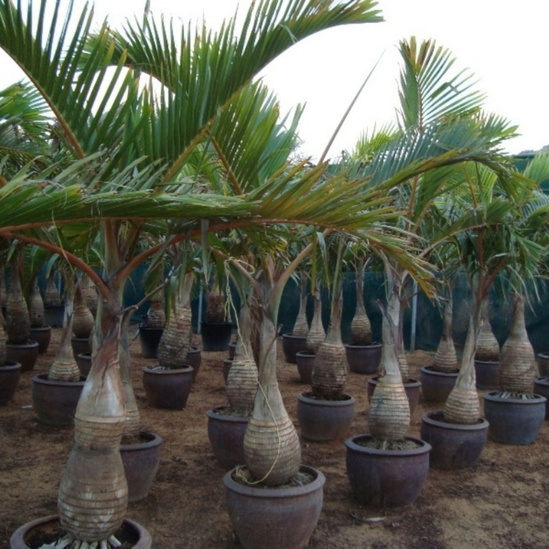 Bottle Palm