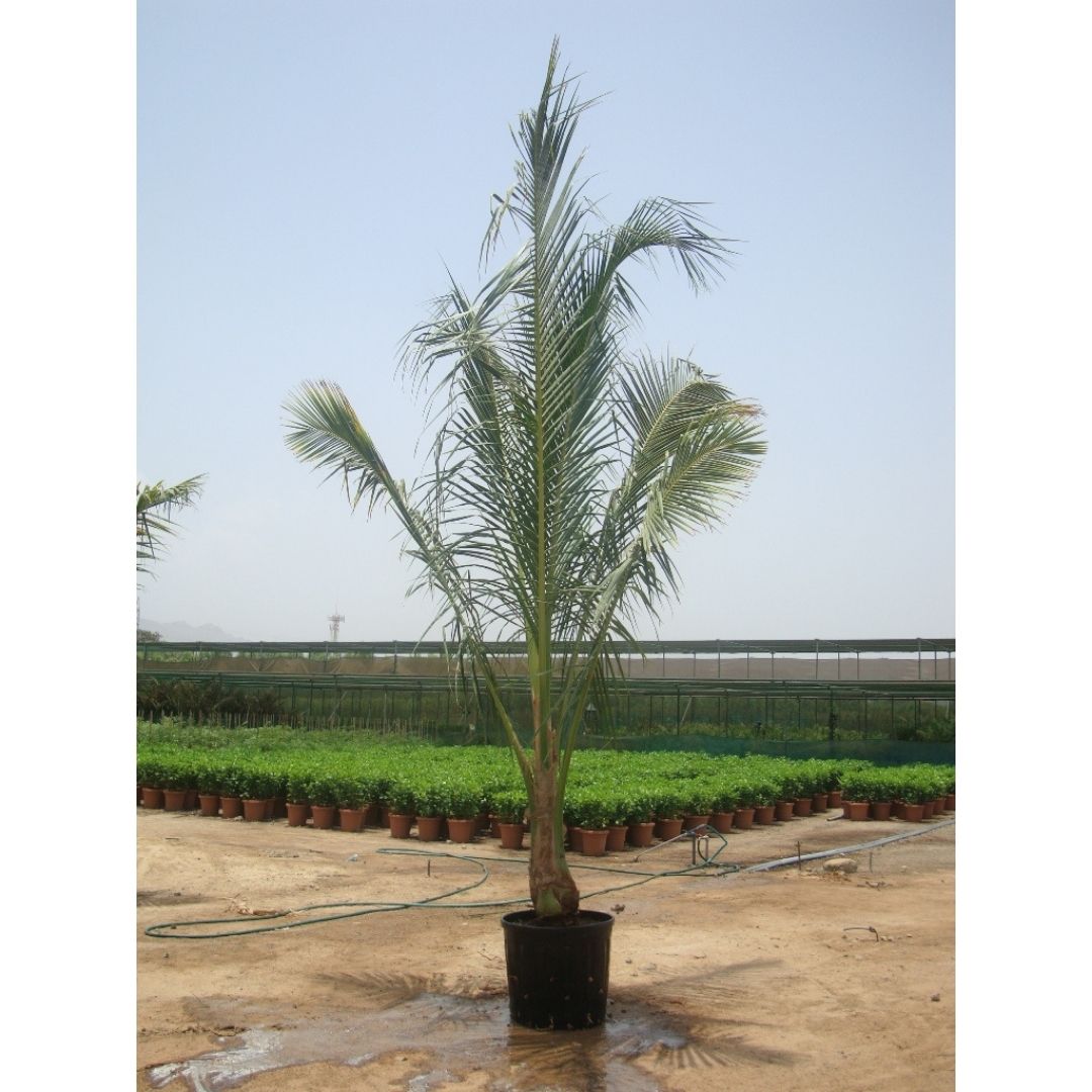 Coconut Palm