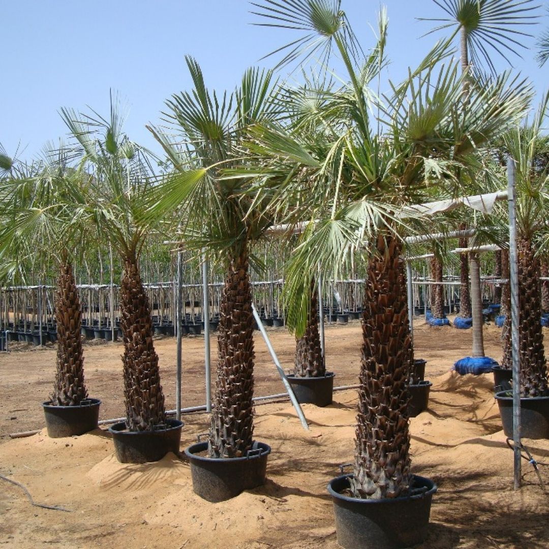 Wax Palm - Copernicia Pruniferea | 1.2 - 3.0m