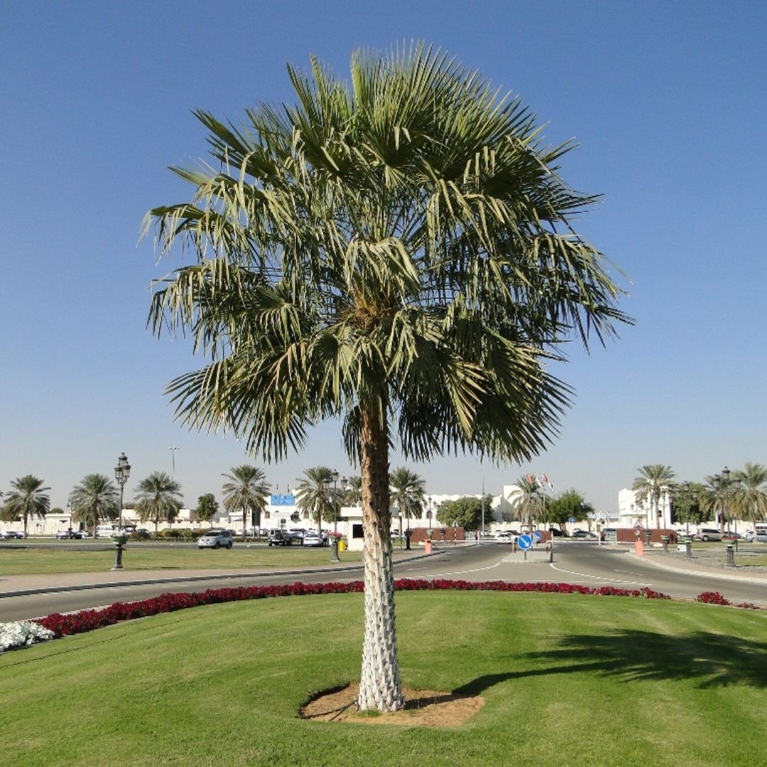 Wax Palm