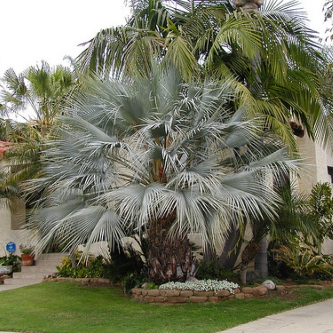 Mexican Blue Palm