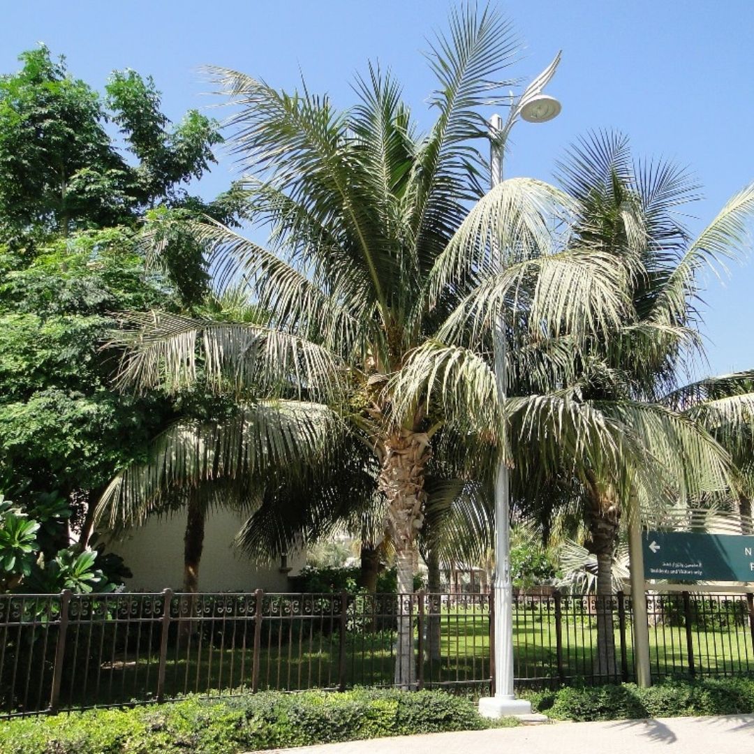 Coconut Palm