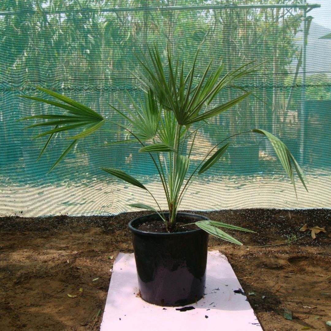European Fan Palm - Chamaerops Humilis | 1.5 – 2.0m