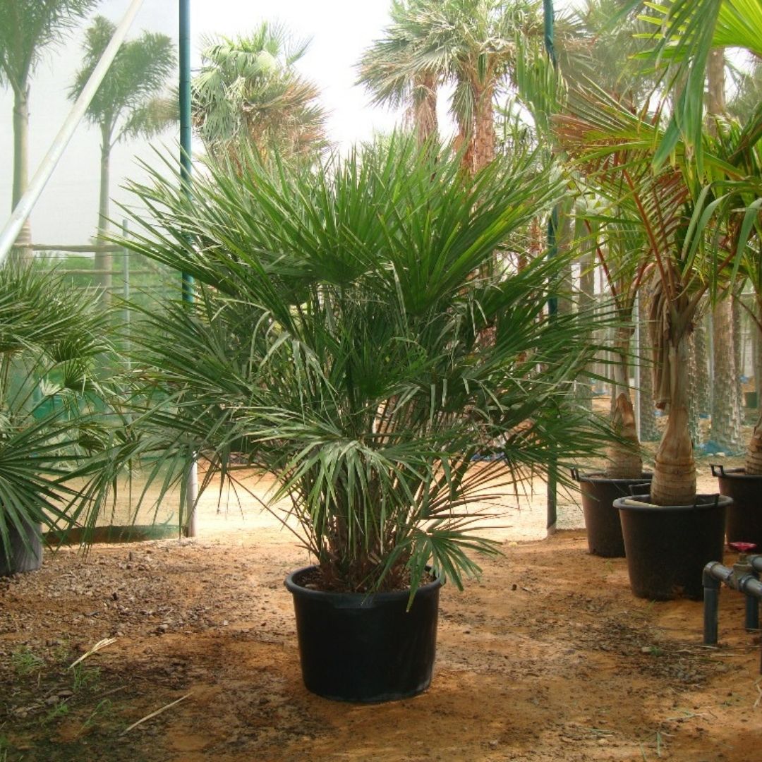 European Fan Palm