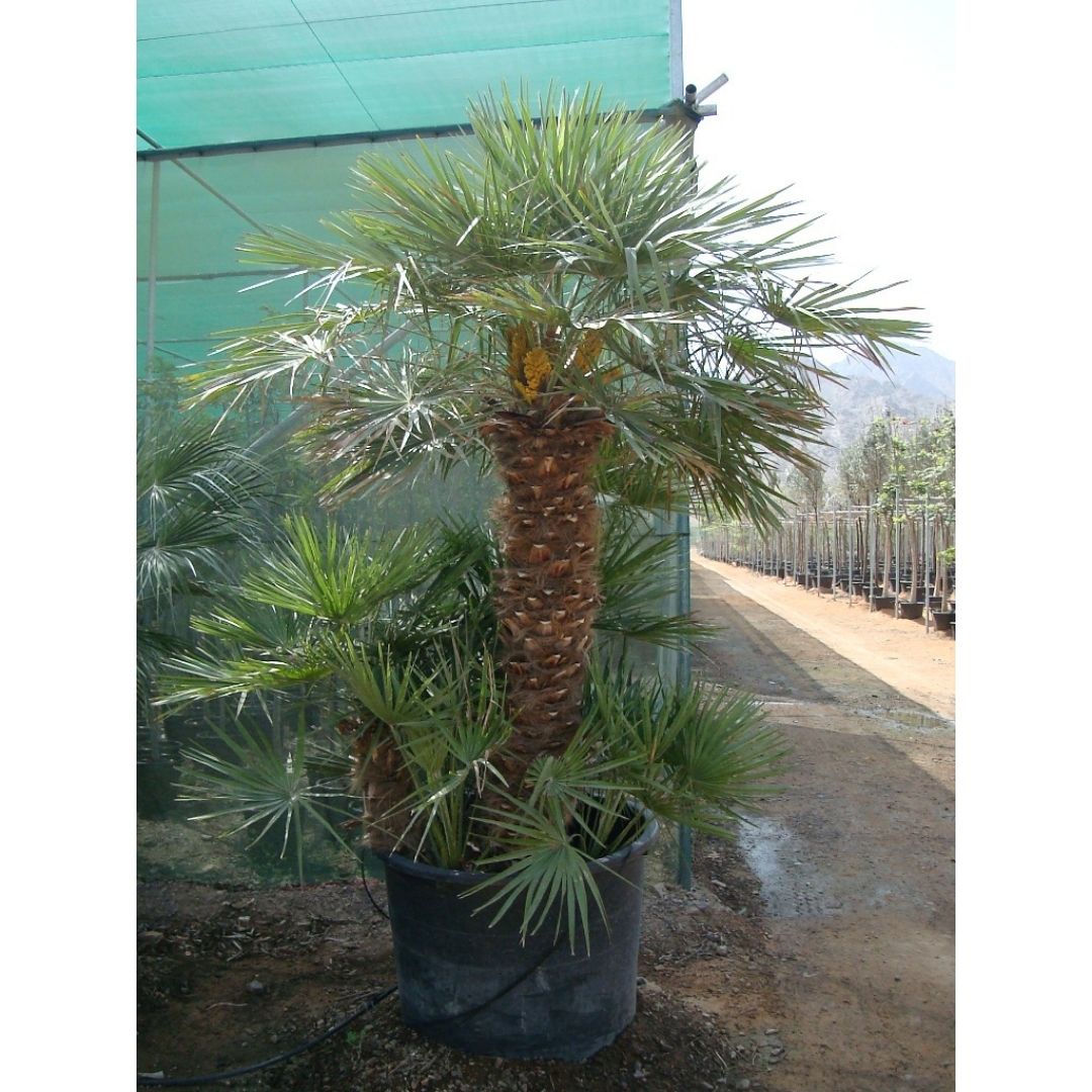 European Fan Palm