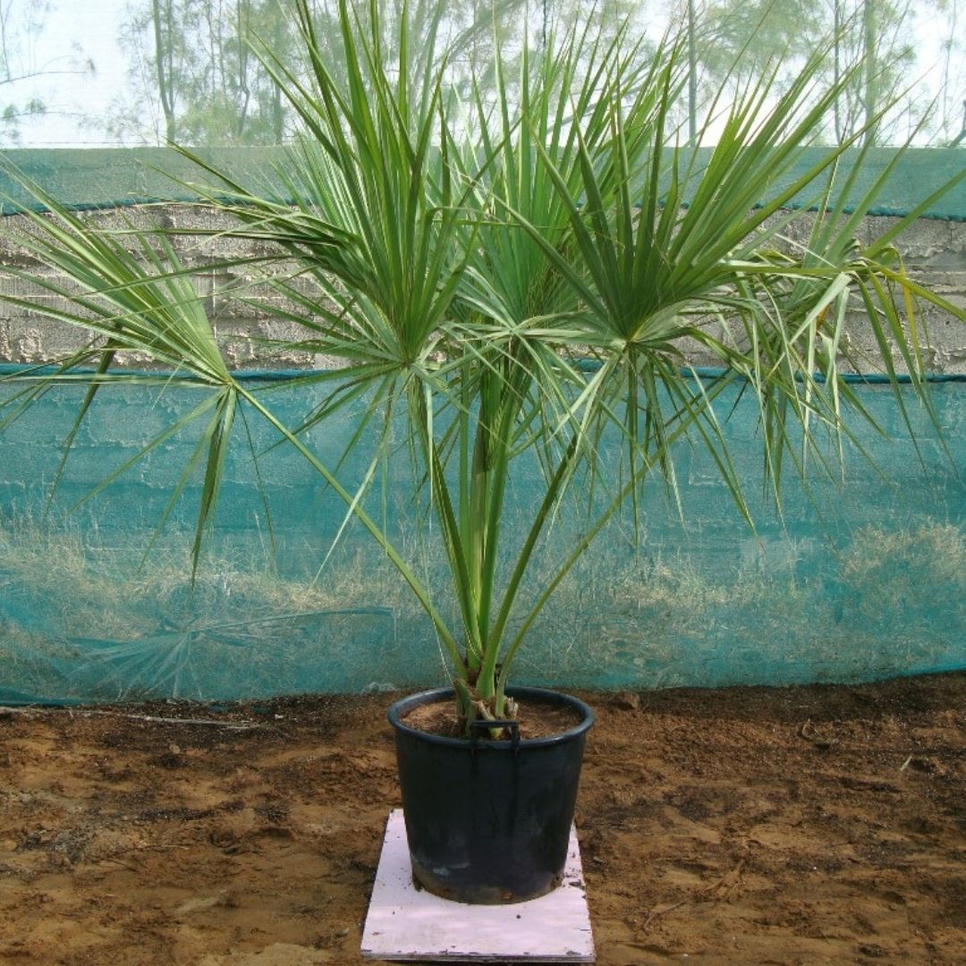 Sabal Palm - Sabal Palmetto