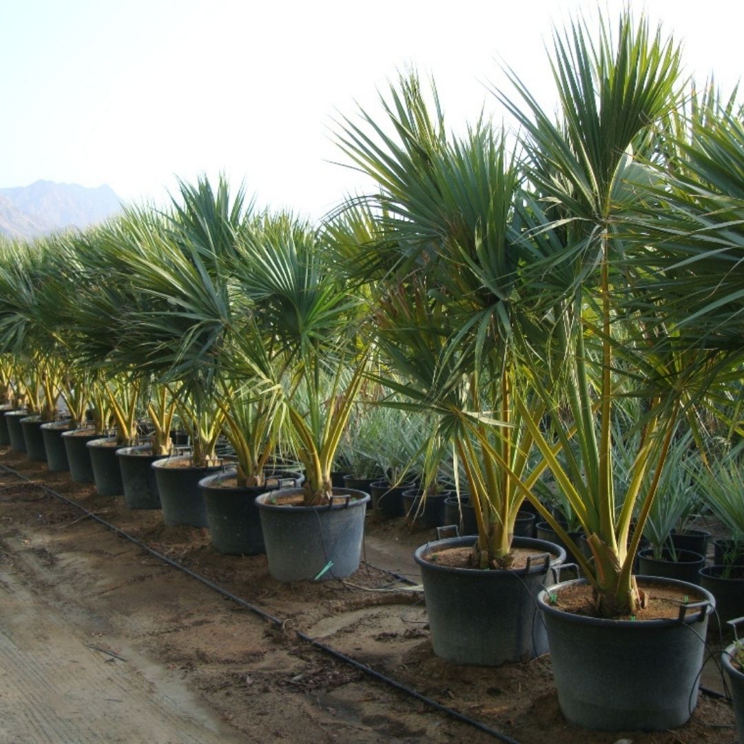 Sabal Palm