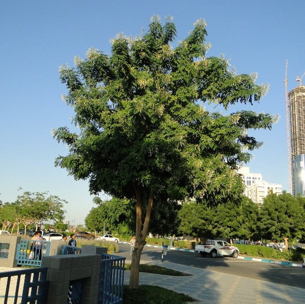 Tree Jasmine - Millingtonia Hortensis | Flowering Outdoor Plants ...