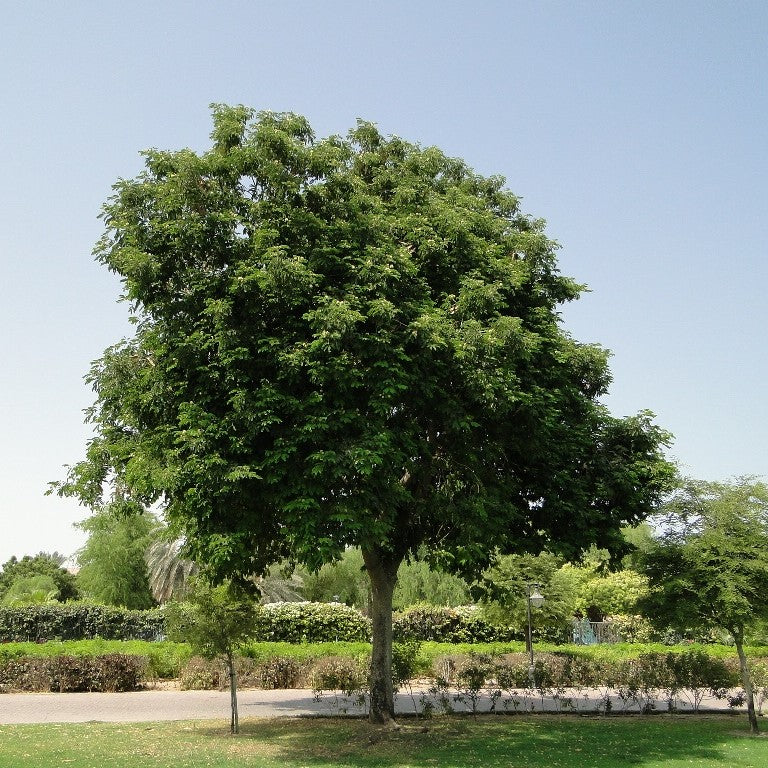 Siris Tree