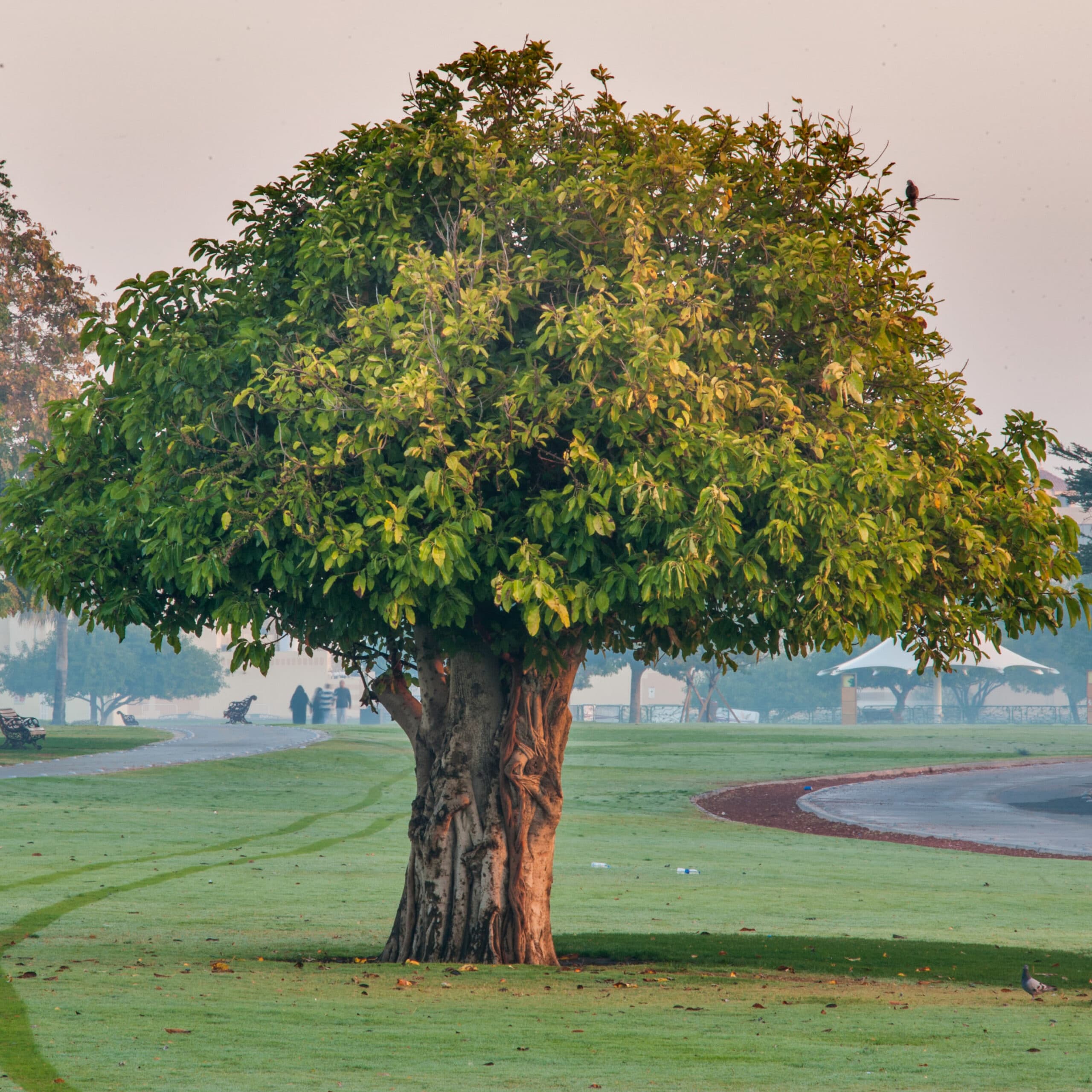 Council Tree