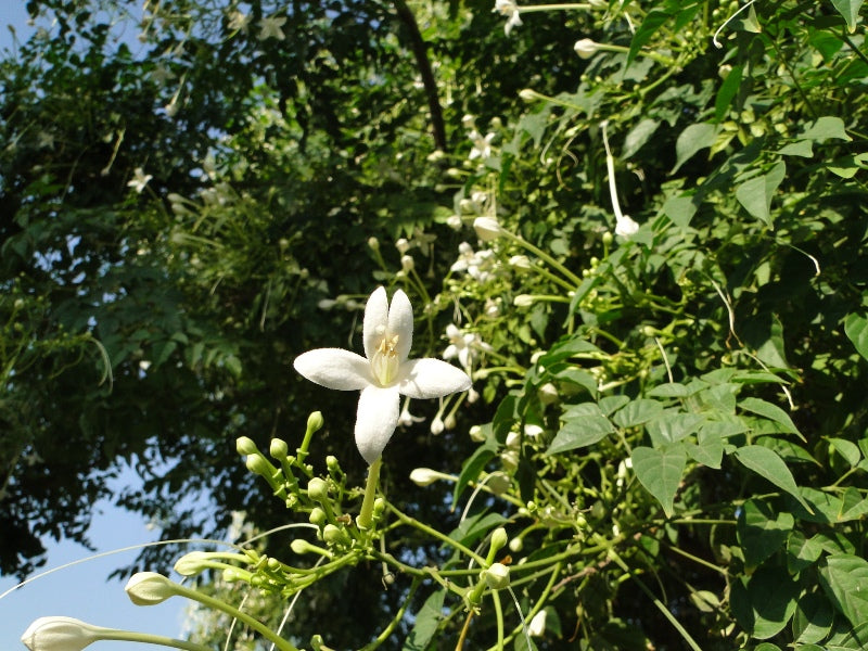 Tree Jasmine