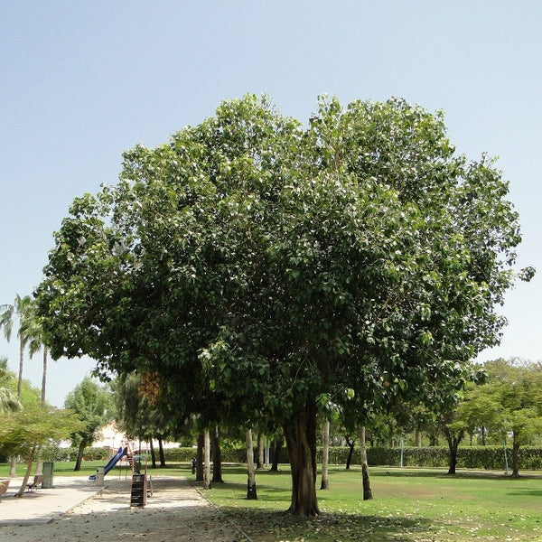 Sacred Fig - Ficus Religiosa | Trees - Outdoor Plants | growhub AE