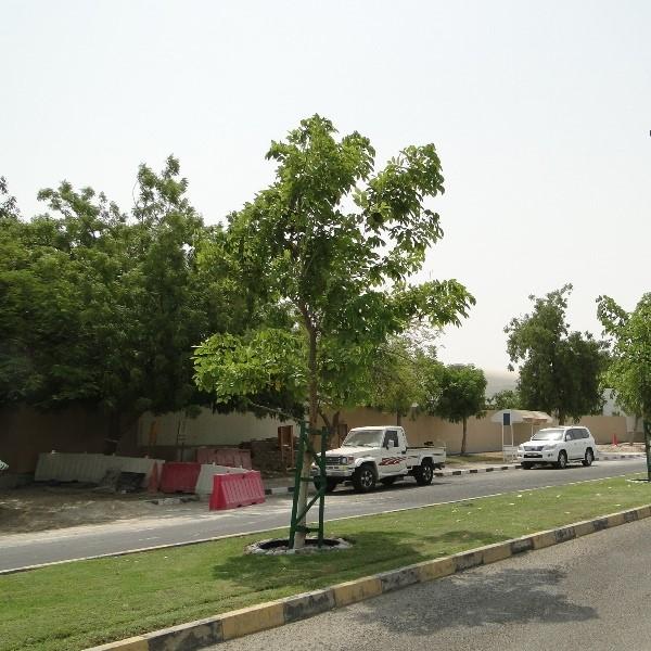 Golden Shower Tree - Cassia Fistula Growhub