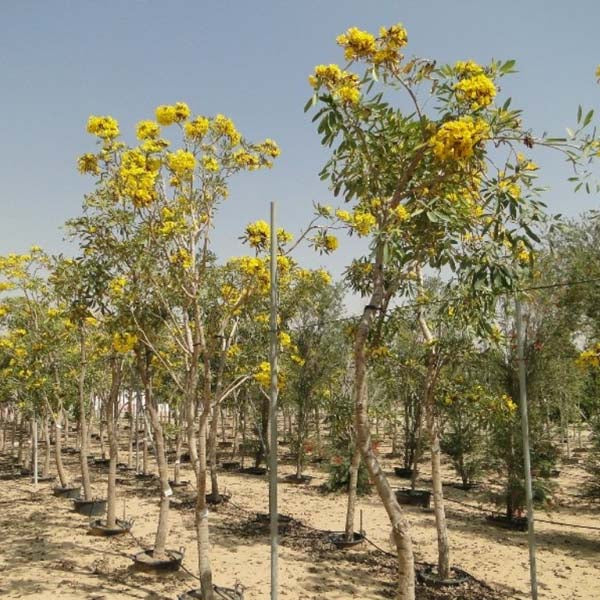 Golden Trumpet Tree