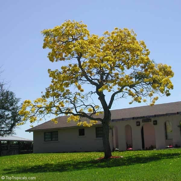 Golden Trumpet Tree