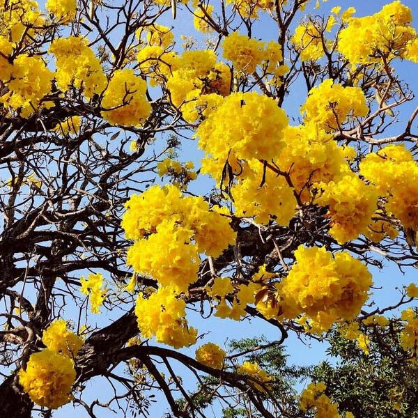 Golden Trumpet Tree