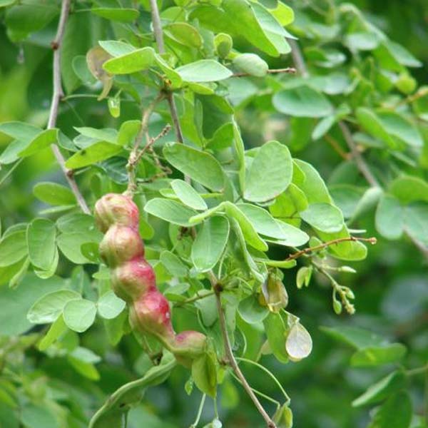 Manilla Tamarind