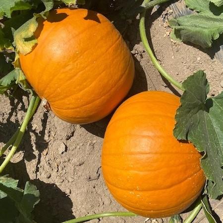 Quintale Seme Giallo Pumpkin | Seeds
