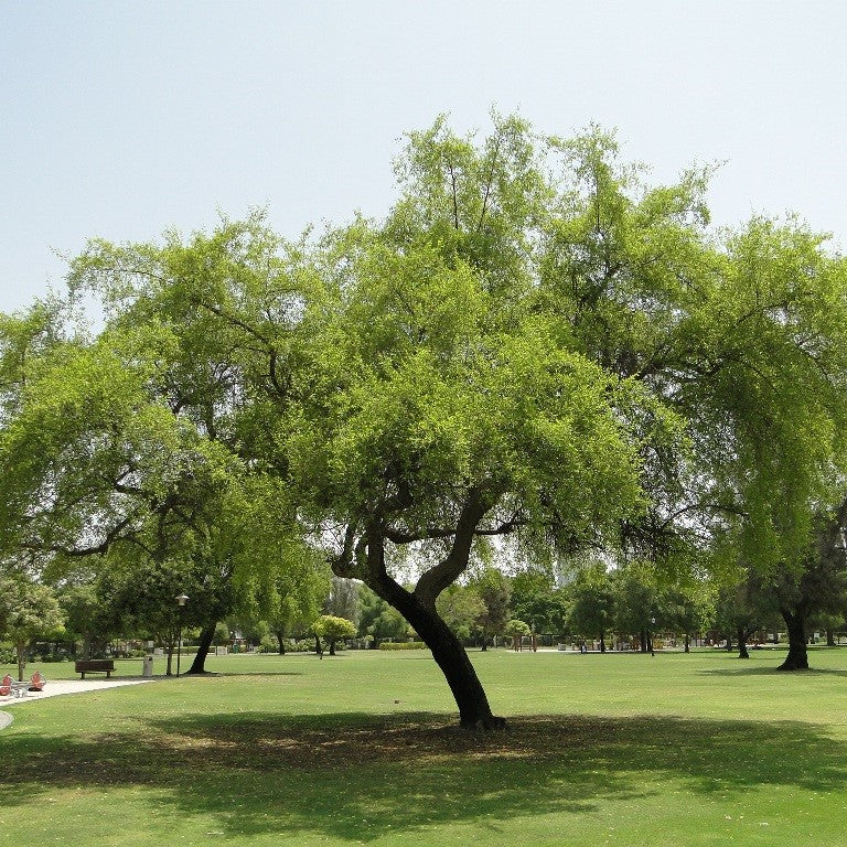 Sidr Tree