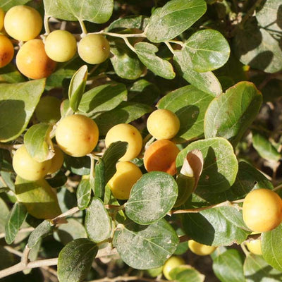 Sidr Tree - Ziziphus Spina-Christi | Fruiting Outdoor Plants | growhub AE