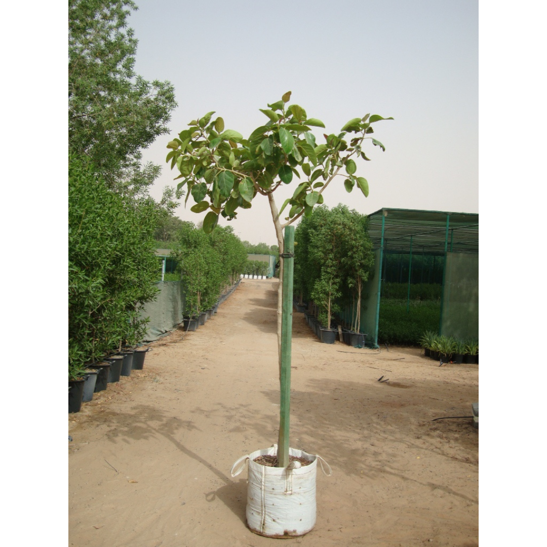 Bara Tree Banyan Tree - Ficus Benghalensis | Trees - Outdoor Plants | growhub AE