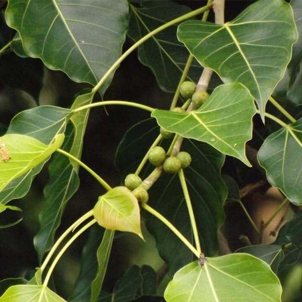 White Fig