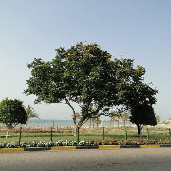 Yellow Poinciana