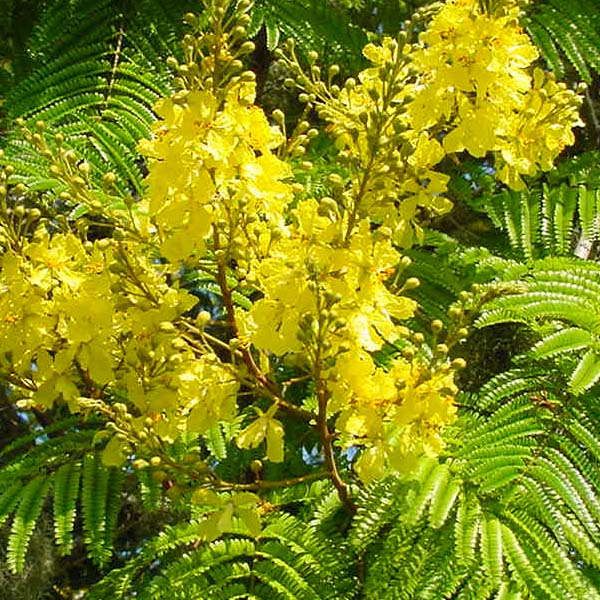 Yellow Poinciana