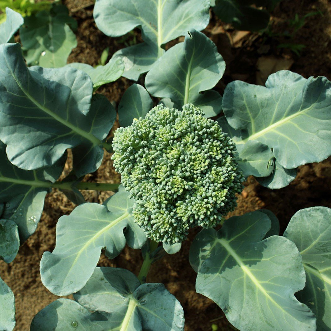 Broccoli | Seeds
