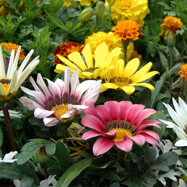 Gazania | Seeds