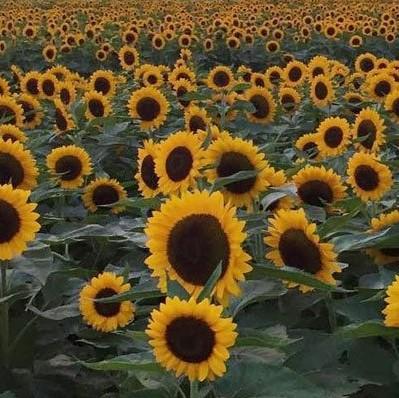 Giant sunflower 2024