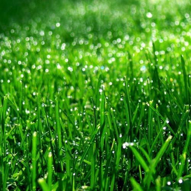 Grass | Seeds