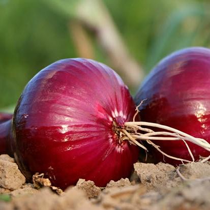 Red Vernina Onion | Seeds