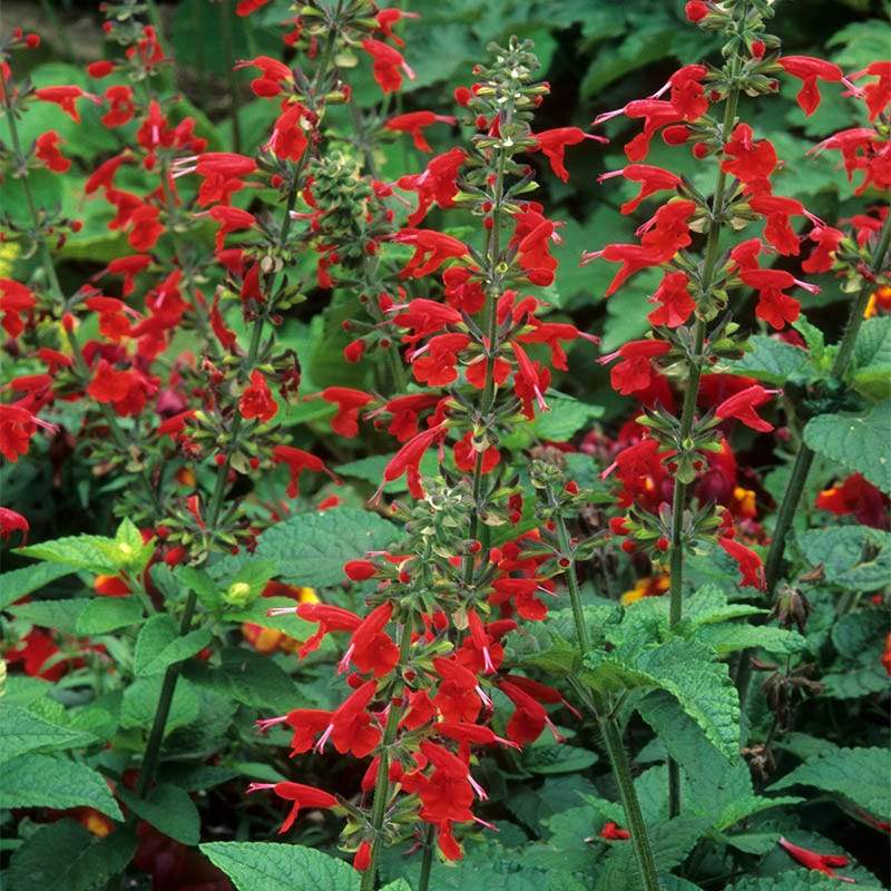 Scarlet Sage - Salvia Splendens | Seeds