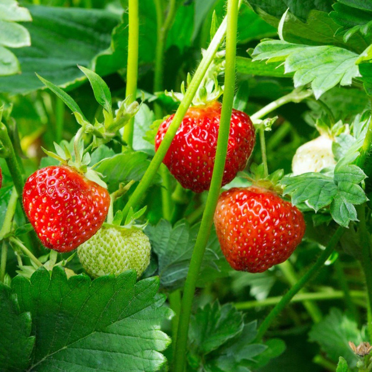 Strawberry | Seeds GrowHub