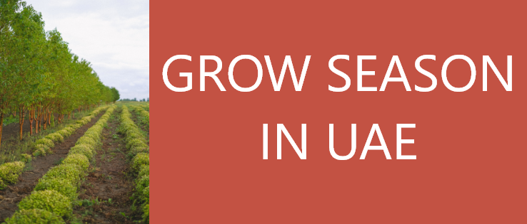 Read more about the article GROW SEASON IN UAE