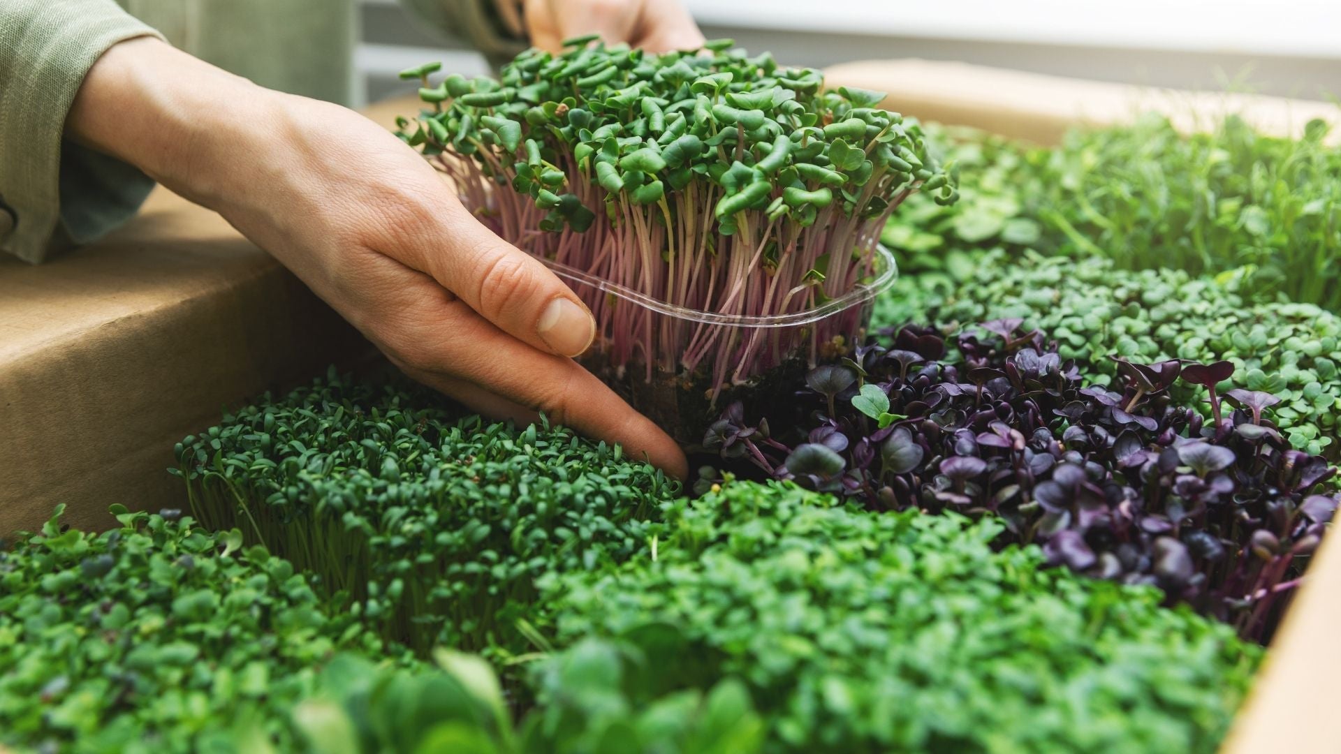 Read more about the article Easy guide to grow microgreens at home